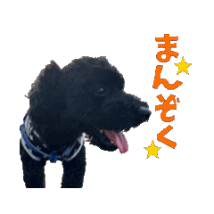 Ringo_20250420220156