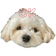 pechiko_20250418205154