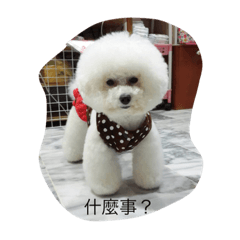 cute dogs daily