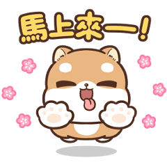 柴犬皮皮 - 撒嬌小可愛