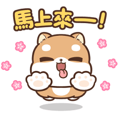柴犬皮皮 - 撒嬌小可愛