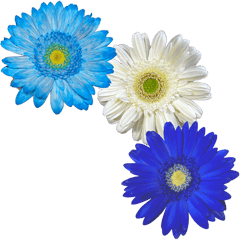 Photo of flower 5