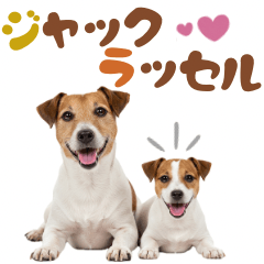 元気全開！ジャックラッセルテリア