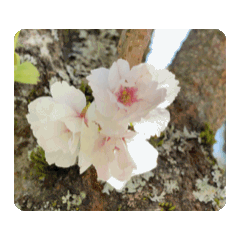 大島櫻花動態貼圖