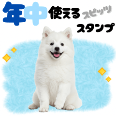 いつでも使える♡日本スピッツ