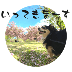 Aaron! ⑧ Black and Tan