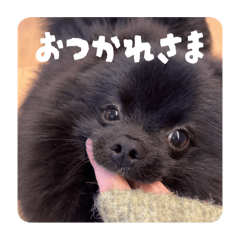 black pomeranian KOTETSU