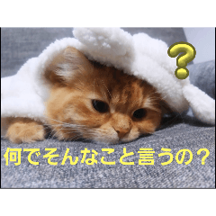 komugi_20250420192154
