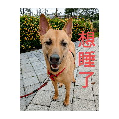 狗狗的日常表情包
