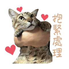 NEKO喵喵叫—可愛日常♡