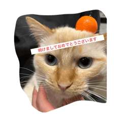 hitotose_20250420202933