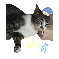 Cat_20250417140216