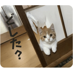 cat_20250420193805