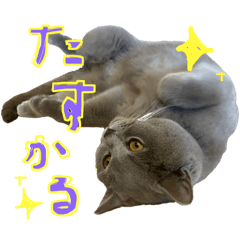 Kelico_20250420204219