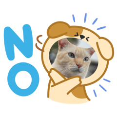 Cat_20250417191817
