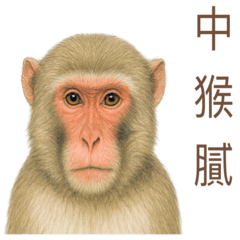 各種動物諧音