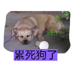 拿鐵的日常