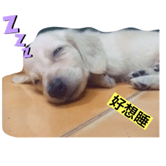 巴達阿將