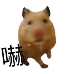 大皮鼠