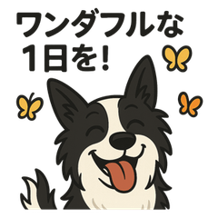 Hi, I'm Lily the Border Collie!