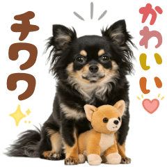 KuroMame the Chihuahua