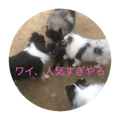 anko_20250420221843
