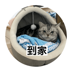 多咪日常貼圖