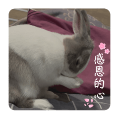 口愛ㄉ寶寶