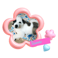 panda_20250418104515