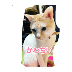 tk_20250421064705