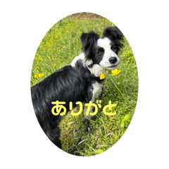 roy_20250421093126