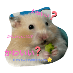 kimipote_20250421130141