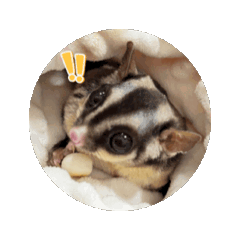 I am ChuChu sugar glider Animated