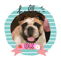 Bulldog_20250418165923