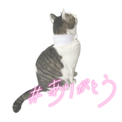 しらたまさん ④