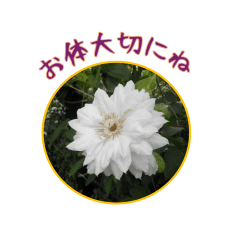 Flower language of the heart