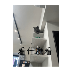 Wesley貓咪的日常
