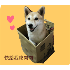 cute dog pipi