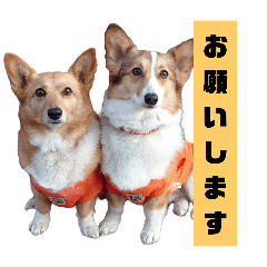 ayumi_20250421203937