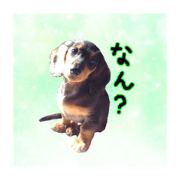 Miniature Dachshund Riku&Sun
