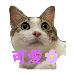 寶貝公主泡芙好運