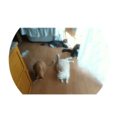 nekotachinonitijo
