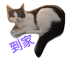 l  love milk cat