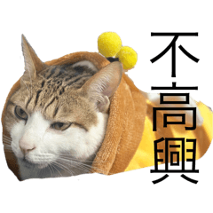 叮cat