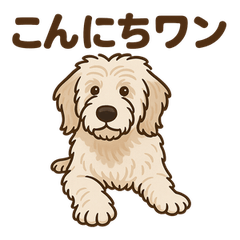 Goldendoodle is here