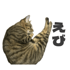 保護猫ミョルニル 日常編