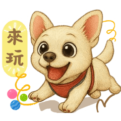 Chihuahua+Jack Russell w/white-border