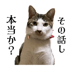 TAMANASHIとーーーーま