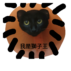 black cat m