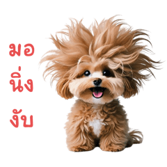 Cute Maltipoo - มอลติพู สุดน่ารัก